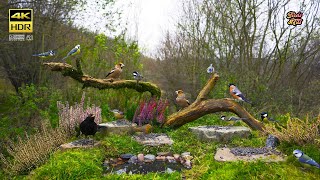 Cat tv 😻 Autumn with birds 🐦 4K HDR 🐶 PET tv [upl. by Drusy172]