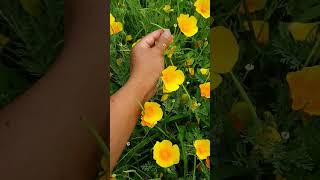 Eschscholzia californica  Amapola californiana amapola amapolas eschscholzia flores [upl. by Htrahddis]