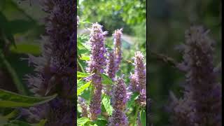 Backyard Bumblebees on Anise hyssop D bumblebee pollinatorgarden backyardbees [upl. by Jo Ann445]