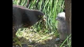 New Zealand Birds New Zealand Falcon feeding chick [upl. by Nonac]