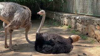 Ostrich The Worlds Largest and Fastest Bird [upl. by Vetter889]