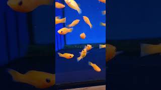 beautiful molly fish saffron molly fish orange mollies [upl. by Yema]