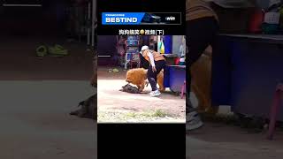 Dog prank viral videos short 🐩🐕 [upl. by Gaal]