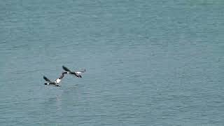 Red Breasted Merganser in flight Brights Grove Canada [upl. by Hollie356]