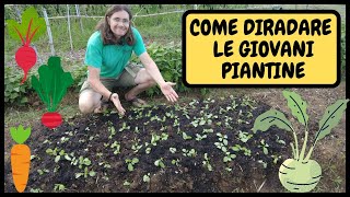 COME TRAPIANTARE delle GIOVANI PIANTINE guida PASSOPASSO  Tutorial Agricoltura e Giardinaggio [upl. by Cantlon]