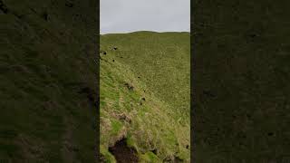 Puffin watching on Icelands Westman Islands [upl. by Ha201]