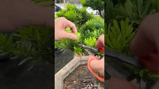 整理maintenancepruning for podocarpus Podocarpus 晶鑽羅漢松 [upl. by Nnaesor]