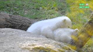 Taufe der Eisbärenbabys Nela amp Nobby Polar Bear Twins  Tierpark Hellabrunn 07042014 [upl. by Neetsirhc255]