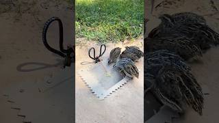 Simple DIY Trap  Create Amazing Quail Trap shirts [upl. by Oinota]