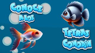 🐟 CONOCE a los TETRAS COMODÍN 🐠🌿 peces aquariumfish tetras [upl. by Hymie]