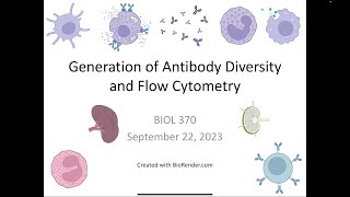 Immunology Fall 2023 Lecture 10 Generation of Antibody Diversity and Flow Cytometry [upl. by Okikuy]