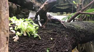 Ctenosaura pectinata panda pied eating in the greenhouse [upl. by Vrablik]