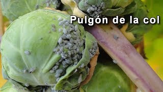 Pulgón de la col Brevicoryne brassicae [upl. by Nwahsyt]