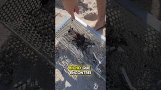 Cuidado ao ir a praia olha o bicho que encontrei la ecopeneira praia [upl. by Ariel]