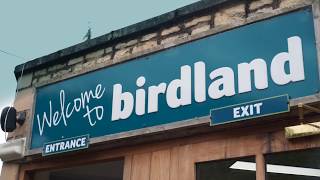 Welcome to Birdland Park amp Gardens in BourtonontheWater [upl. by Nevaj]