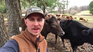 Checking cows scouting pasture feeding calves and wrangling a rogue bull sort of [upl. by Erving]