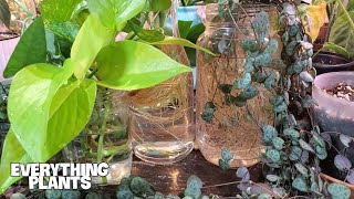 ALL MY WATER AND PERLITE PROPAGATIONS  My Secrets To Successful Propagation [upl. by Arva623]