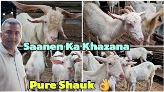 Biggest Saanen Goats Collection In Mumbra  SM Goat Farm Khardi Gaon [upl. by Ayrad]