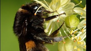 в эфире BEES WASPS BUMBLEBEES PARASITOIDS on Flowers Solitary amp Social Wasps entomology [upl. by Acinej]