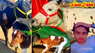 Chakwal Mandi Latest Update Cow Mandi Cow Video دوده والی گائے [upl. by Consalve]