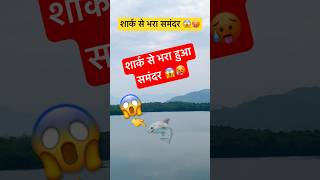 शार्क से भरा समंदर 😱🥵  Shark  Shark Tank  Shark Sea  Shark Attack shorts ytshorts trending [upl. by Ingvar]