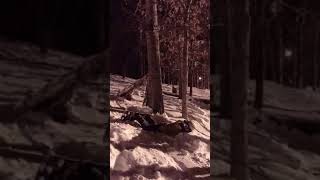 Snowboarder Falls Attempting to Use Tree as Rail  1033803 [upl. by Nesyaj134]