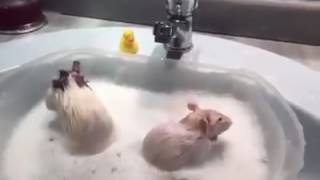 Cant believe it Rats taking bath like humans must watch funny video of rats taking bath shower [upl. by Chance]