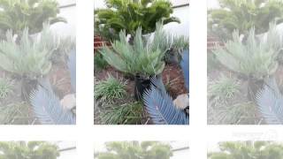 Encephalartos  garden plants [upl. by Wyatan]