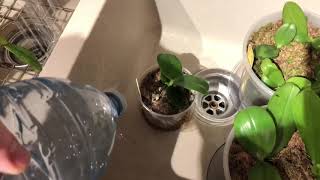 DEMO Watering seedling Phalaenopsis orchids [upl. by Ogires682]