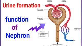 Structure and function of Nephron urine formation in kidneysolute and solvent balancenephron [upl. by Mallory]