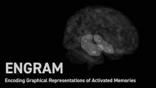 Dynamic Visualization of Brain Activity in Python [upl. by Tiossem]