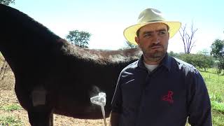 Visita Técnica Para Registro de Muares Pêga [upl. by Baum]