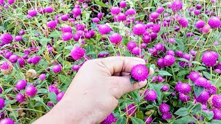 jardín de flores siempre viva Gomphrena globosa 👍😍 [upl. by Gavette911]