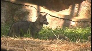 Zorros en el Zoológico de Cali [upl. by Garrot]