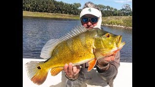 South Florida Bass Charters owner Bill Lepree talks about HUGE Clown Knife Fish amp more [upl. by Winshell491]