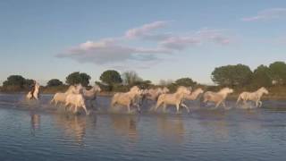 Ride of the Camargue Horses [upl. by Harv]