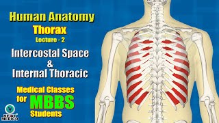 NEXT MEDICO 2022  MBBS  Thorax  Intercostal Space amp Internal Thoracic Artery Lecture  2 [upl. by Anjela]