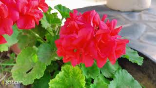 Red Geranium [upl. by Joseito]