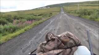 Salmonberry Hunting In Alaska Along The Yukon River [upl. by Oren]