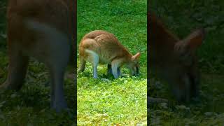 Agile Wallaby [upl. by Ben465]