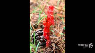 Monotropa latisquama  fungi kingdom [upl. by Haropizt721]