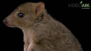 A critically endangered IUCN and federally endangered brushtailed bettong [upl. by Novikoff]