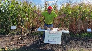 2024 Corn Rootworm Management Plot Trial [upl. by Assertal]