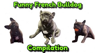 Funny French Bulldog Compilation 2024 [upl. by Terej]