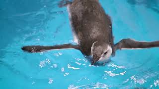 Magellanic Penguin Chicks First Swim [upl. by Ramin]