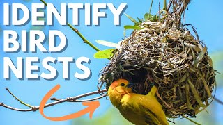 3 Best Tips For Bird Nest Identification for newbie birders [upl. by Einitsed]