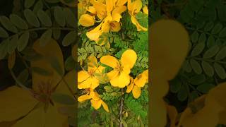 CASSIA FISTULAedengarden forsale karakkonam parassala kerala [upl. by Nauqat838]