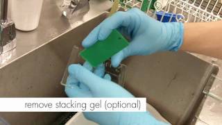 How to Stain an SDSPAGE gel [upl. by Ahsias440]