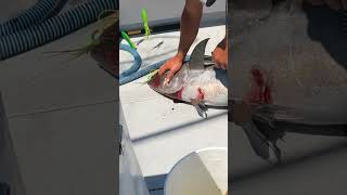 Most Humane Way To Kill A Tuna Best For Fish amp Preserves Meat shorts [upl. by Assilen]