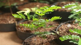 Pau Brasil  caesalpinia echinata transplante para o primeiro vaso [upl. by Arihsak]